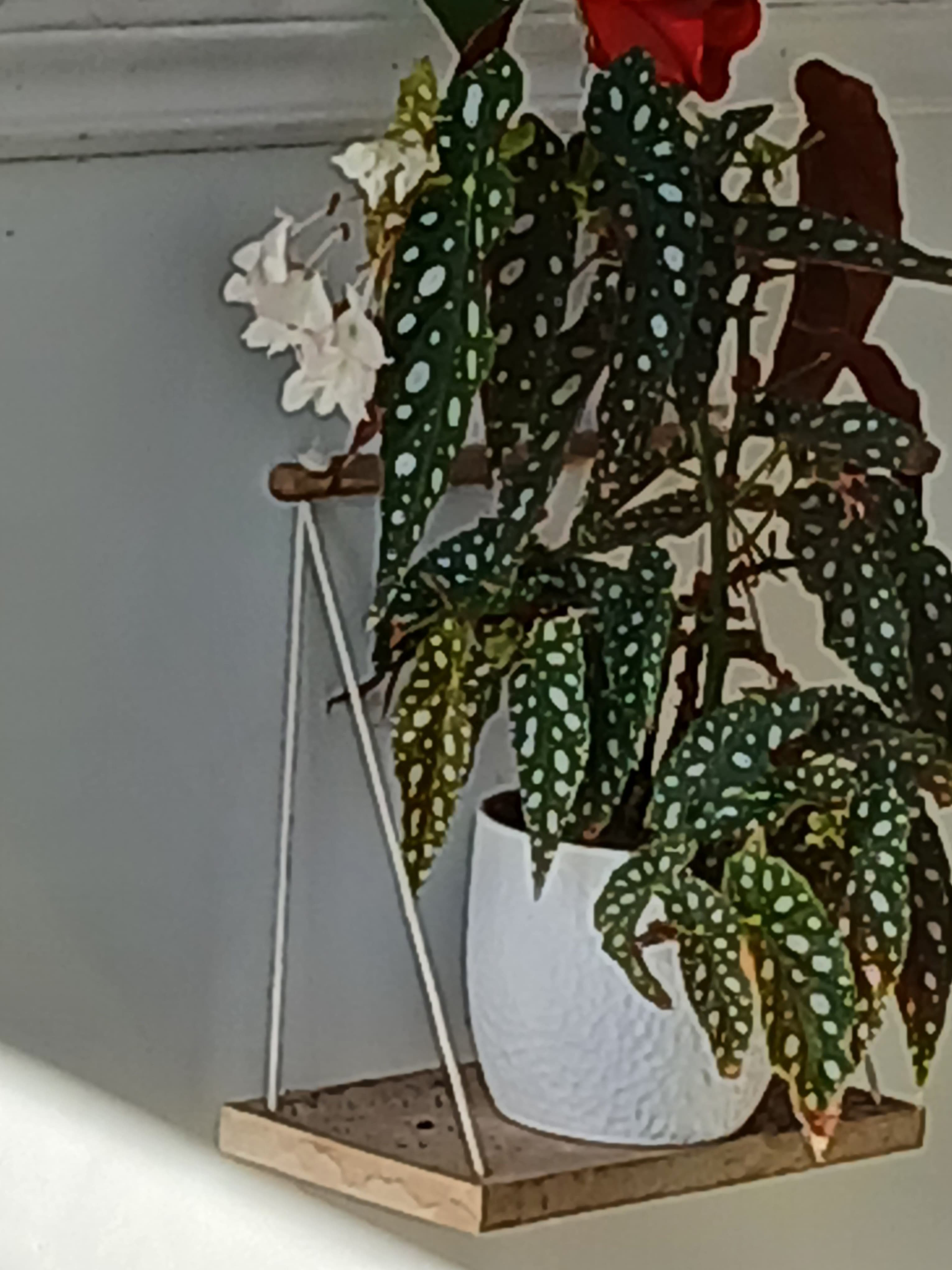 Polka dot begonia with spotted leaves in a white pot on a wooden wall shelf.