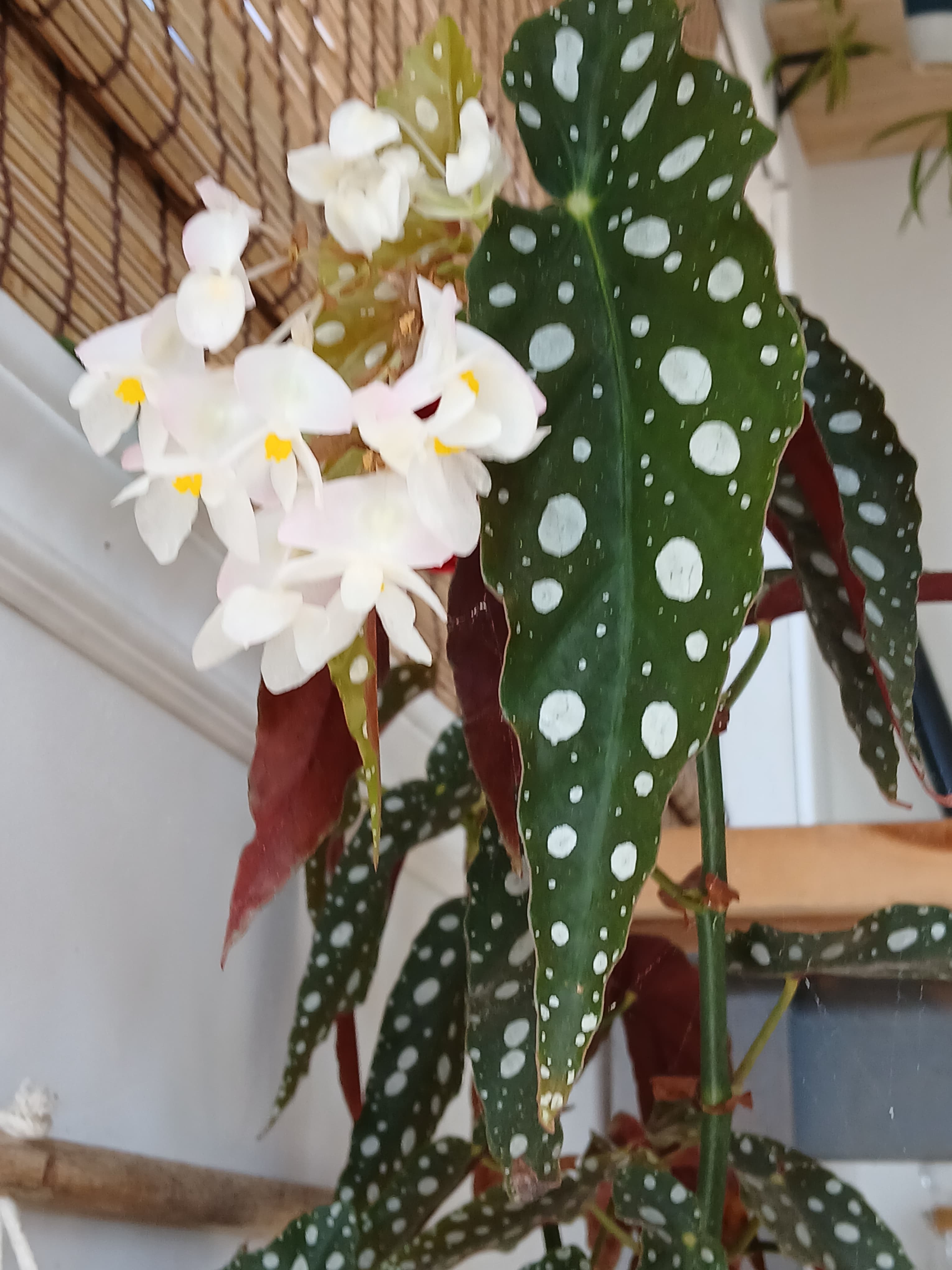 Polka dot begonia with dark green spotted leaves, red undersides, and small white flowers.